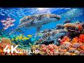 Dive Into the Mesmerizing Underwater Realm 🐳 Marvel at Sea Animal in The Best 4K ULTRA HD Aquarium