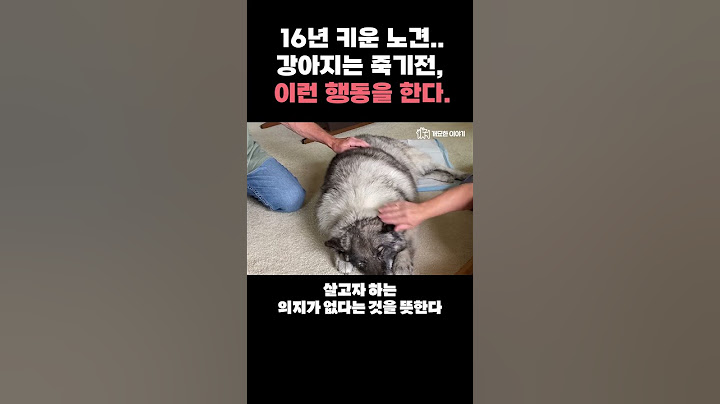 강아지는 무지개 다리 건너기전 하는 행동 꼭 알아두세요!(강아지 죽기전 행동)