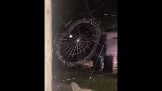 💓Aww cute spider hardwork😍@LETS ANIMALS 😍viral video💖Animals Compilation #Shorts by LETS ANIMALS 2 views 2 years ago 1 minute, 1 second