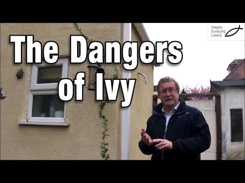 The Dangers of Ivy