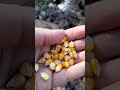 خوشمزه جات بکاریم بلال ذرت کاشت زمین باغ کشاورزی باغداری بهار روستا شمال خوشمزه جات بکاریم بلال ذرت کاشت زمین باغ کشاورزی باغداری بهار روستا شمال