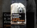 Скандал в зоопарке Алматы: там yмeр белый медведь #зоопарк #белыймедведь #алматы #новости