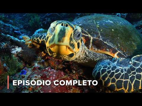 A Amazônia dos Mares enfrenta destruição | Grande Azul Selvagem 205