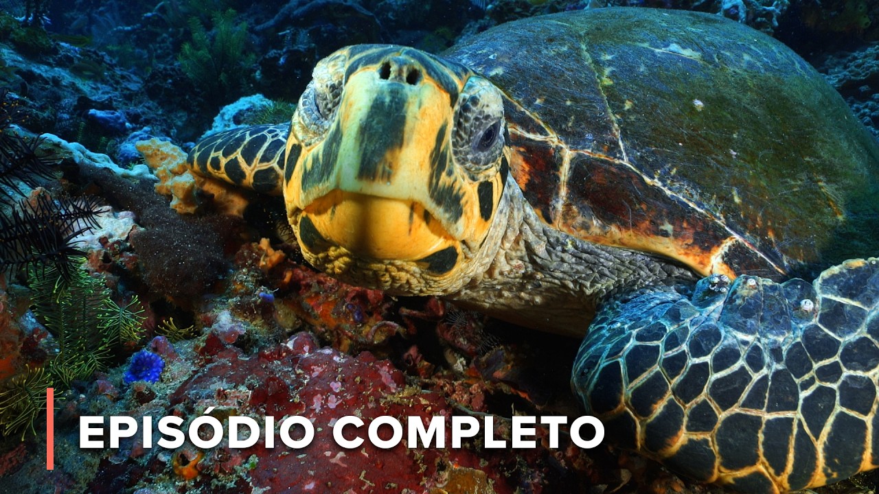 A Amazônia dos Mares enfrenta destruição | Grande Azul Selvagem 205