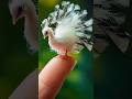 Rare Tiny Peacock Sitting on a Finger! 🦚✨