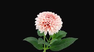 Flower sprouting in time lapse  - no copyright screenshot 3