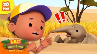 ELEPHANT FELL INTO A HOLE!  Herbivore Compilation  | Leo the Wildlife Ranger | Kids Cartoons