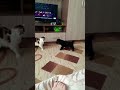Ну не хочет она играть...