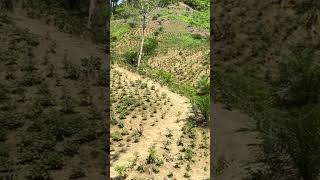 Nilam Full 1 Gunung