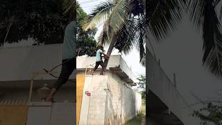 #coimbatore #coconut #tree #cutting #content #number #9080437857 #kovai #service #covai#coconut tree