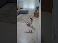The World Of Laughter With Mustafa Al Momari Comedy With Animals Is Here Follow Me And Make You 