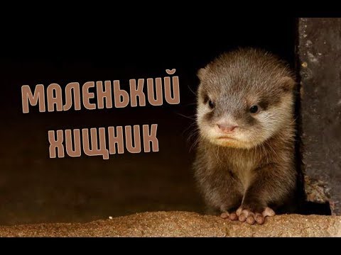 Интересные факты про выдр | Очень милые животные