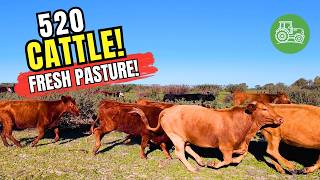 520 Cattle Move to a New Paddock! 🐄 | Hay, Straw & Campfire Lunch