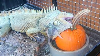 Iguana Eating Pumpkin