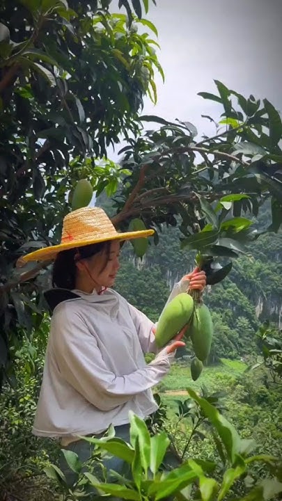 The Most Expensive Mango In The World Is The Miyazaki Mango Orchard the-most-expensive-mango-in-the-world-is-the-miyazaki-mango-orchard