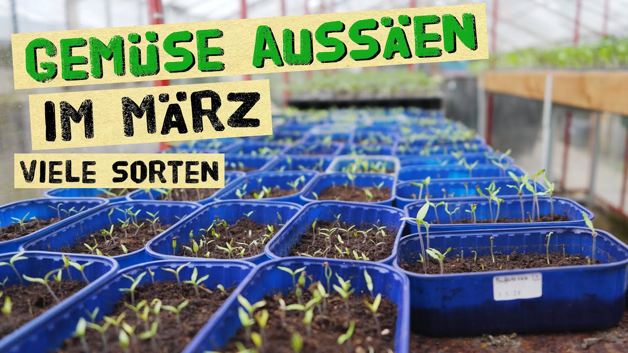 Der wichtigste Aussaatmonat - März! Was jetzt ausgesät werden kann im Haus und im Freiland?