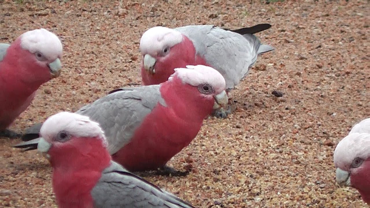 Galahs on Cold Winter Afternoon
