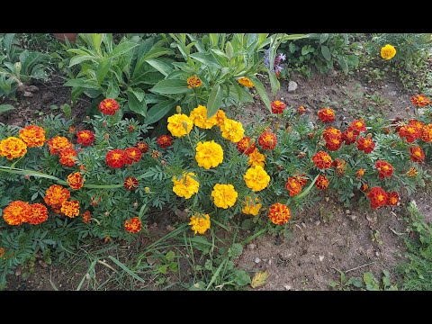 603. МОЙ ГОРОД. КЛУМБЫ У ДОМОВ