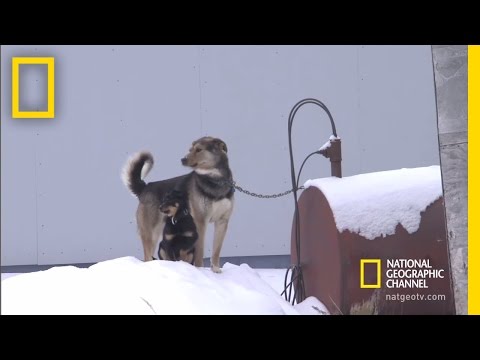 10 Dollar Milk in Elim | National Geographic
