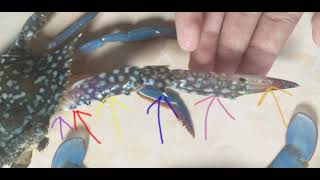 MORFOLOGI KEPITING RAJUNGAN (Portunus pelagicus)
