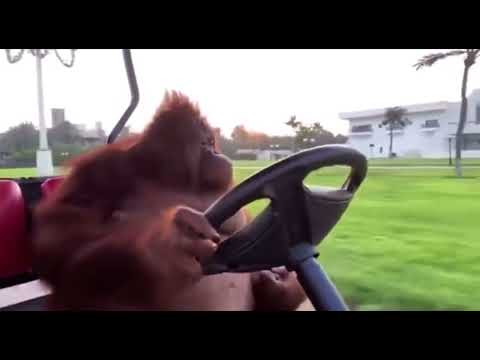 Cengiz Kurtoğlu - Küllenen aşk eşliğinde golf arabası süren orangutan