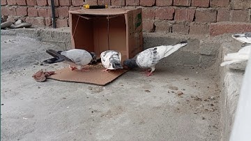 Pigeon Trap With Single Door Closed Using Cardboard box
