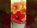 আমার গাছের ফুল দিয়ে শুভ সকাল #shorts #viral shorts #happywithsubhra #song #love #flowers #garden