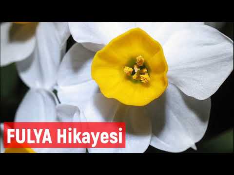 FULYA ÇİÇEĞİ HİKAYESİ - Duygu Dolu Hikaye