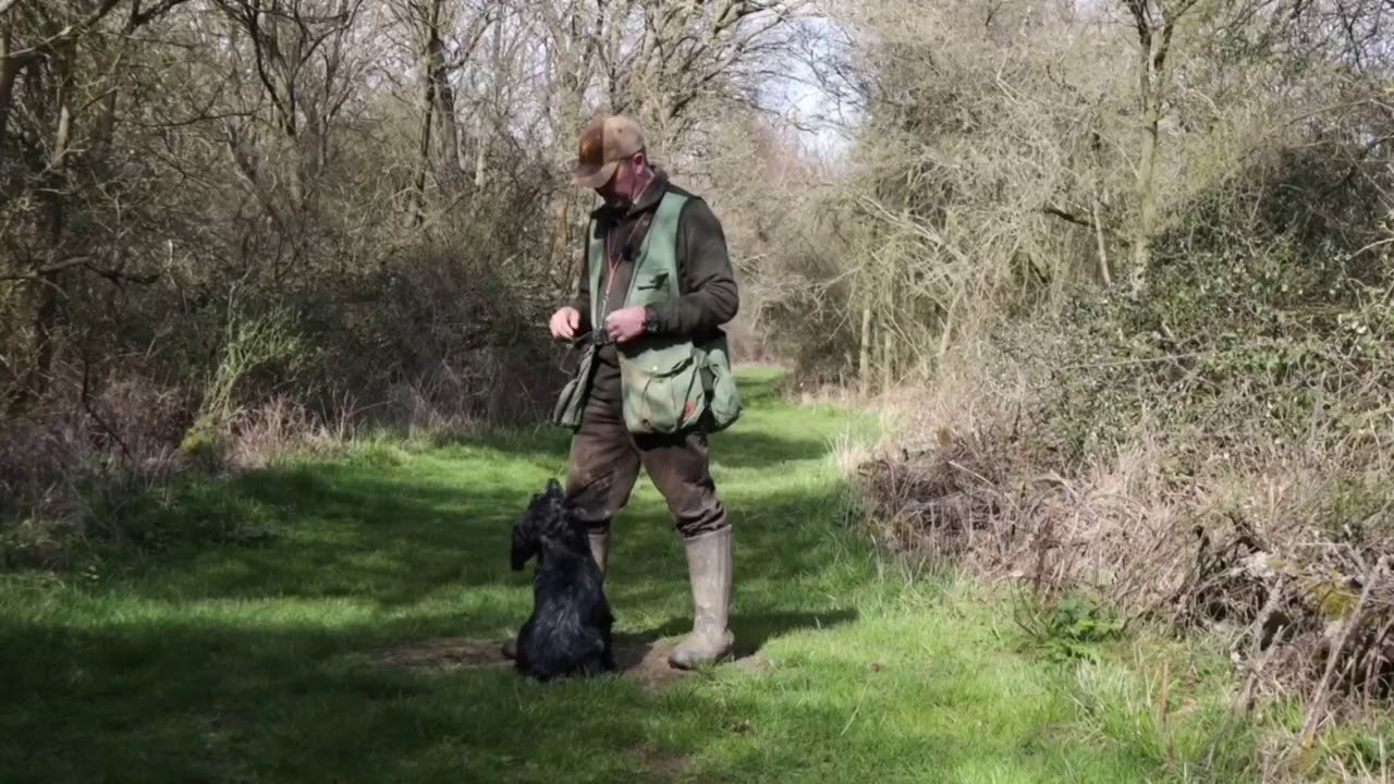 Gundog Training - Percy’s Progress