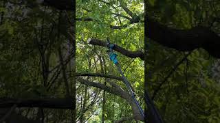 Powerful 8'' Pole Saw Cutting Demo