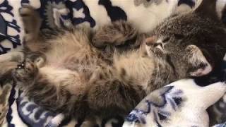 Kitten Either Has Restless Legs Or Very Ticklish Feet