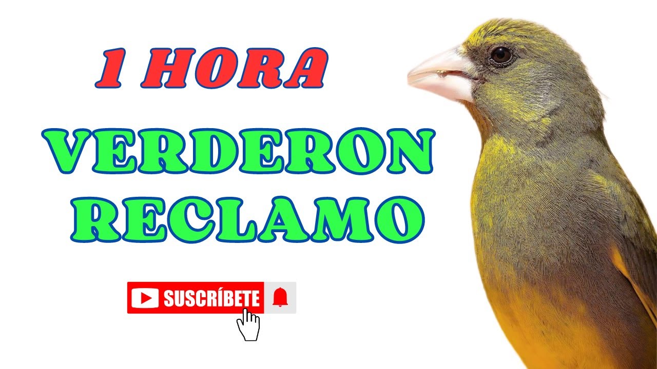 🔊🎶🐦𝗥𝗘𝗖𝗟𝗔𝗠𝗢 𝗩𝗘𝗥𝗗𝗘𝗥𝗢𝗡 𝗖𝗔𝗡𝗧𝗢 𝗩𝗘𝗥𝗗𝗘𝗥𝗢𝗡. 𝗘𝗦𝗧𝗜𝗠𝗨𝗟𝗔𝗥 𝗩𝗘𝗥𝗗𝗘𝗥𝗢𝗡 𝗔 𝗖𝗔𝗡𝗧𝗔𝗥. 𝗘𝗗𝗨𝗖𝗔𝗥 𝗩𝗘𝗥𝗗𝗘𝗥𝗢𝗡𝗘𝗦 𝗖𝗗 𝗖𝗔𝗡𝗧𝗢 𝗩𝗘𝗥𝗗𝗘𝗥𝗢𝗡