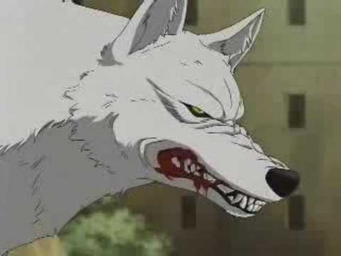 Tribute to Kiba, the super wolf