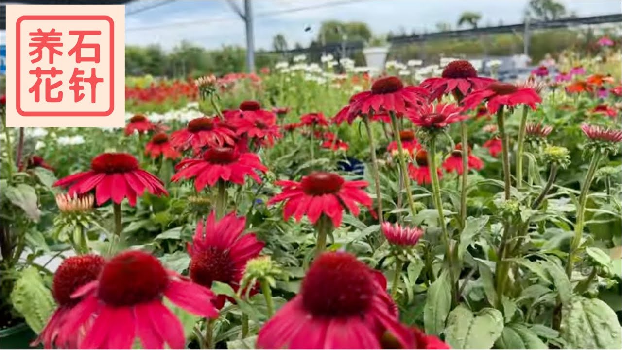 花期超长 三种被称作 菊 的多年生艳丽小花 地毯菊blanket Flower 松果菊coneflower 莎斯塔菊shasta Daisy Youtube