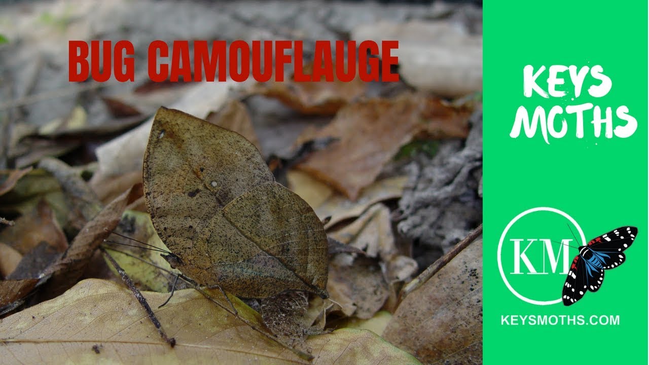 Moth Camouflage