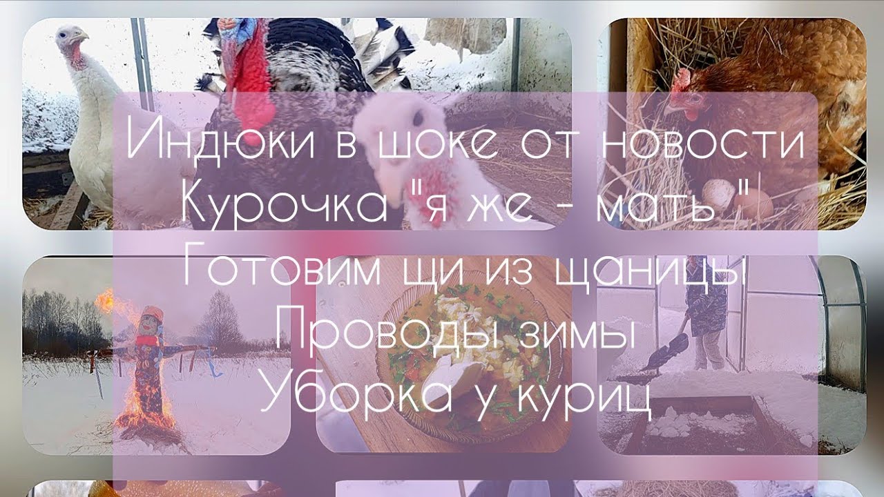 С детьми в глухой деревне/ Индюки в шоке от новости/
