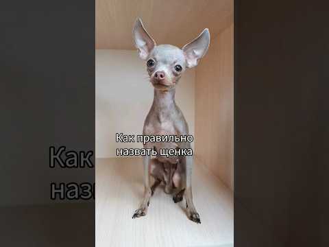 как назвать щенка?