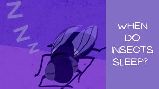 How do Insects sleep
