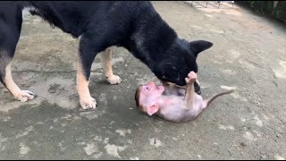 Monkey Bun | The mother dog bit the baby monkey and opened his mouth in pain (abandoned baby monkey)