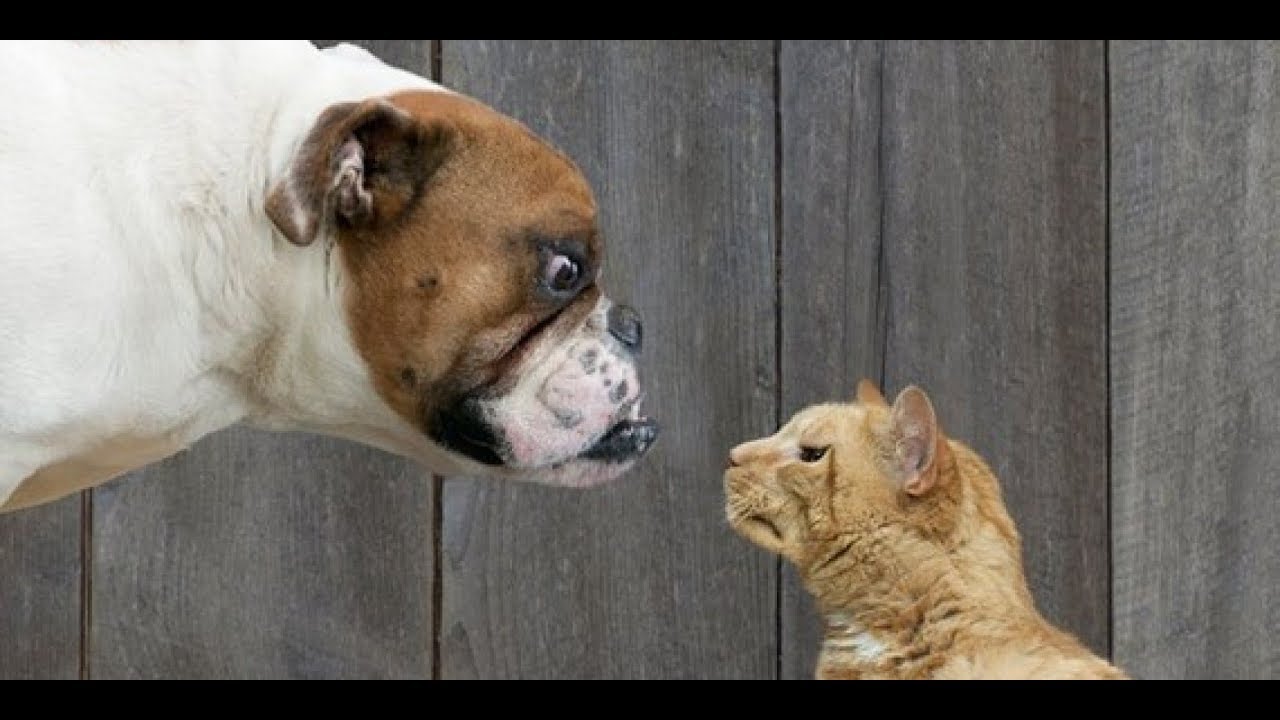 Very angry  cats  vs dogs  The best selection YouTube