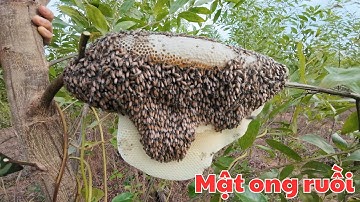 Tìm mật ong rừng phát hiện luồng ong ruồi có tổ ong ruồi khủng.