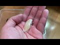 杜比亞成體公脫皮：dubia roach molting