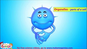 Animals Cells Structure & Functions Animation Video for Kids