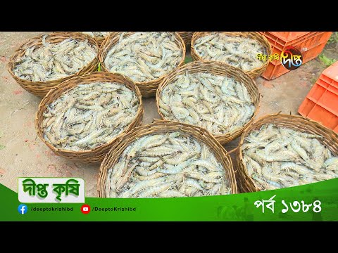 DEEPTO KRISHI | চিংড়ি চাষে সম্ভাবনার নানা দিক | Deepto TV