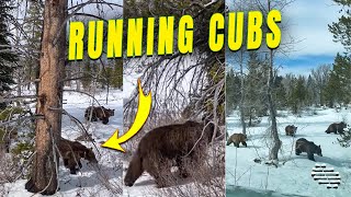 Bear Cubs Passing by a Car up Close