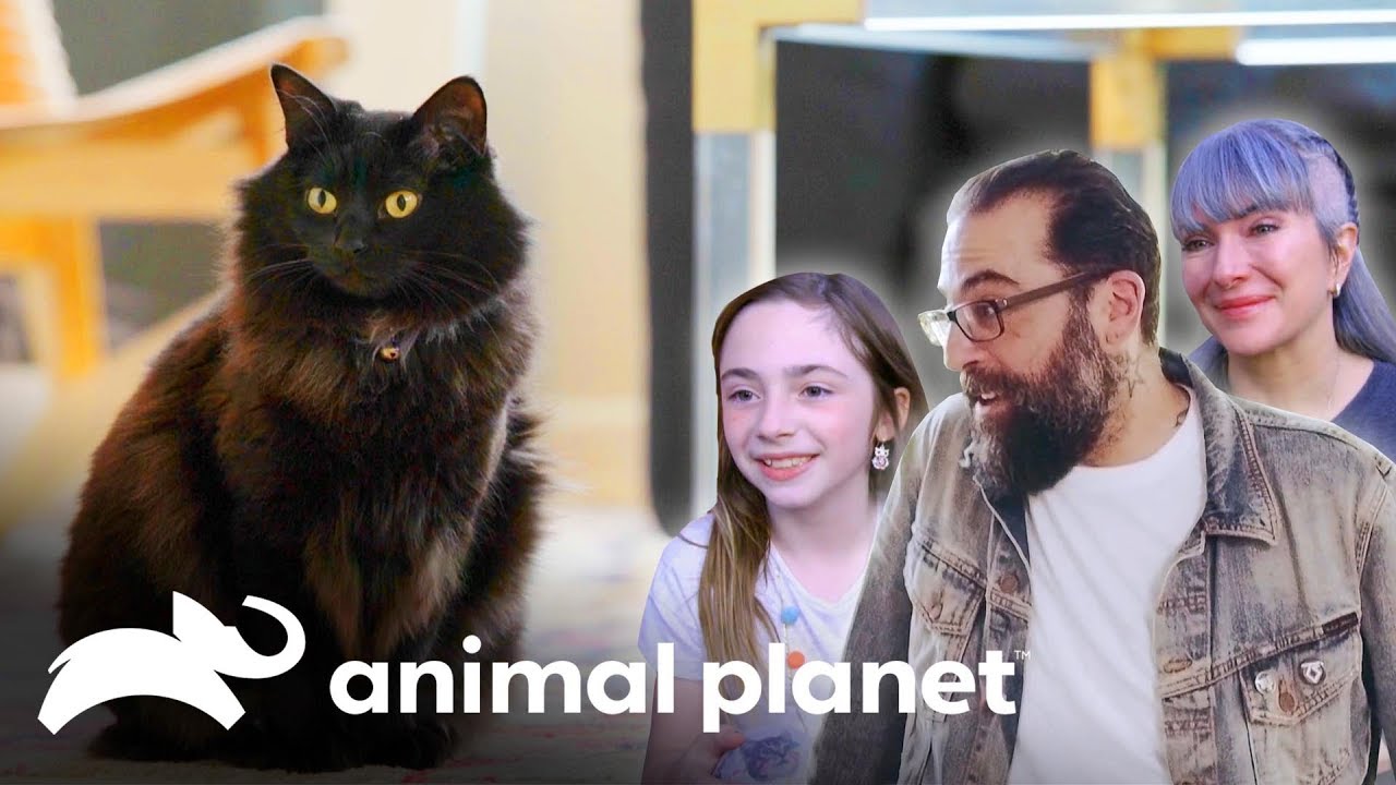 video to gif Este gatito necesita trepar un árbol | Guaridas con estilo | Animal Planet