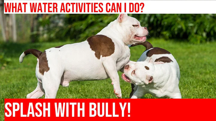 Have Fun in the Water with Your American Bully!