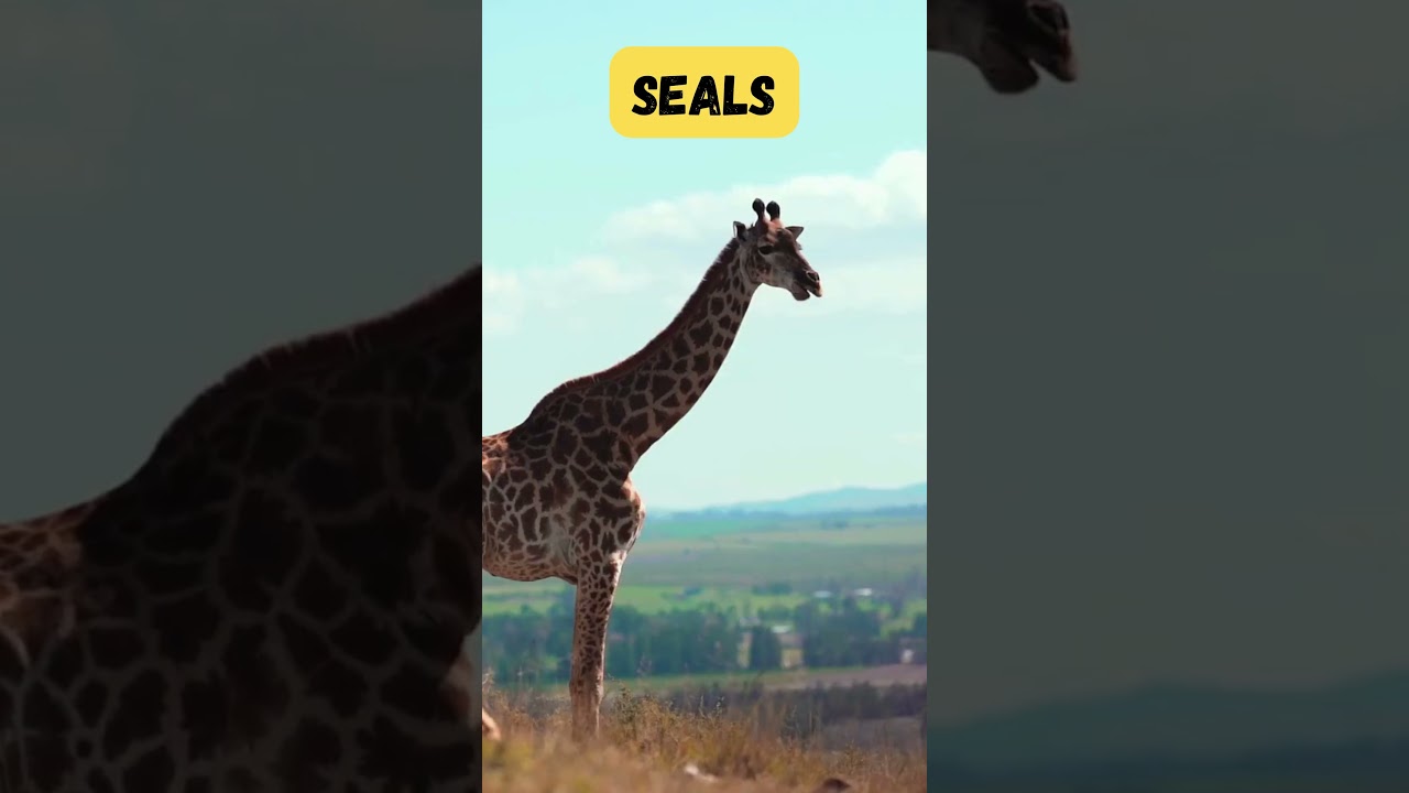 Land & Sea Animal Adventure Song for Kids | Fun Animal Learning | Phonics & Singing | 