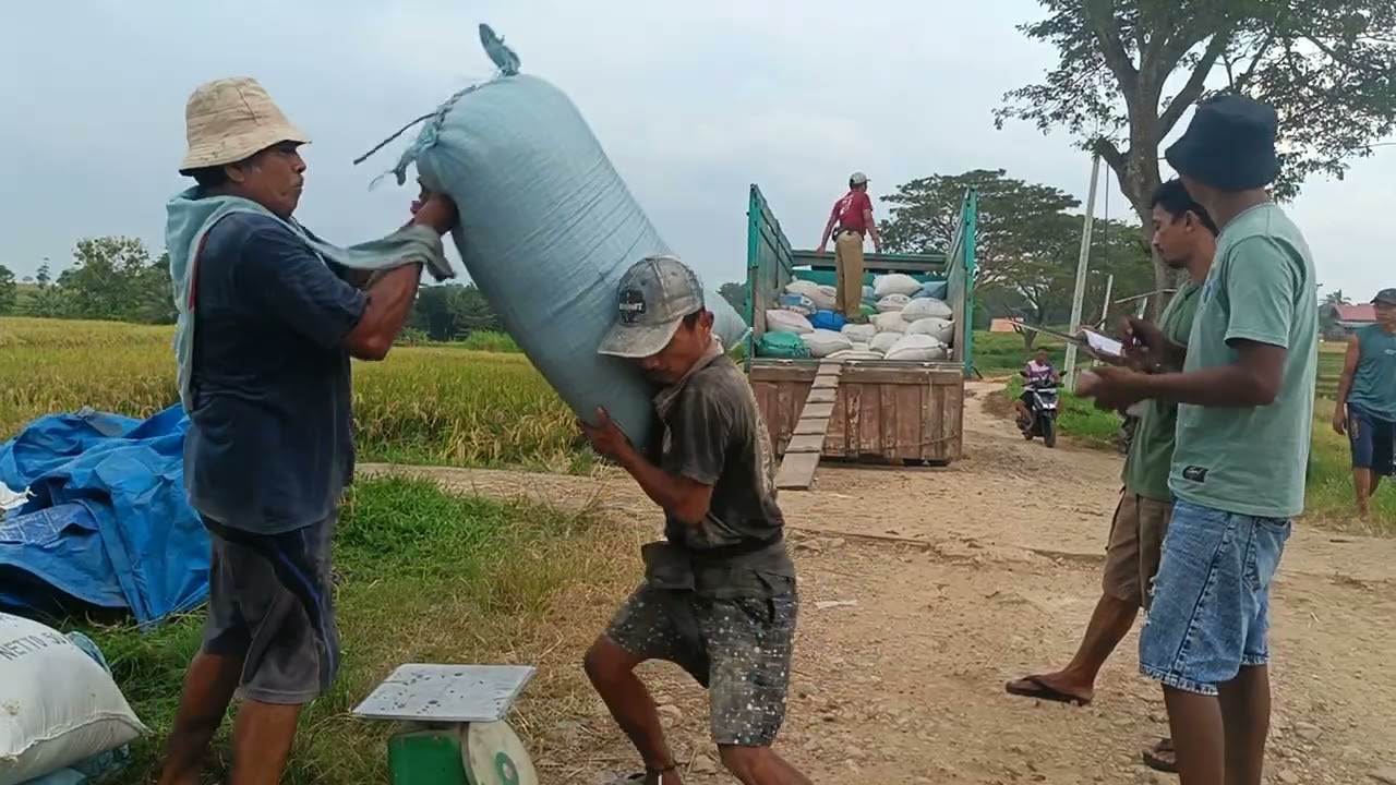 Panen Padi 1 Ton 700 kg ( 27 April 2025)