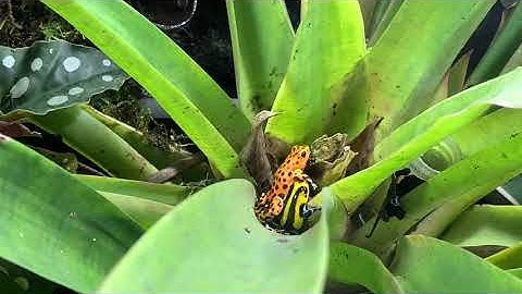 One reason not to mix dart frogs